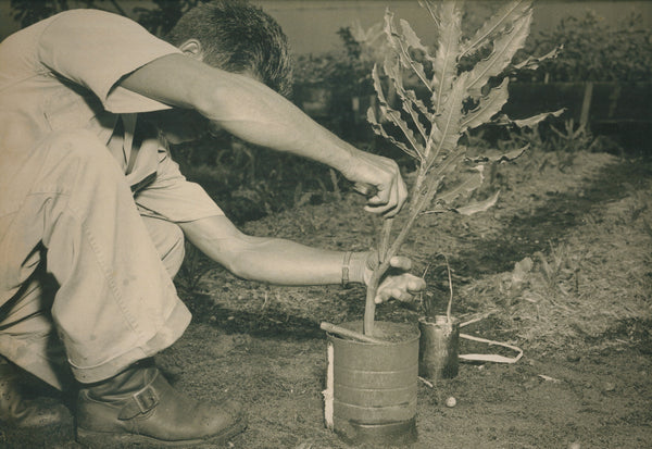 THE FIRST SEEDS