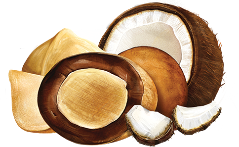 Chocolate Covered Macadamias - Milk Chocolate Coconut Medium Bag Product Image